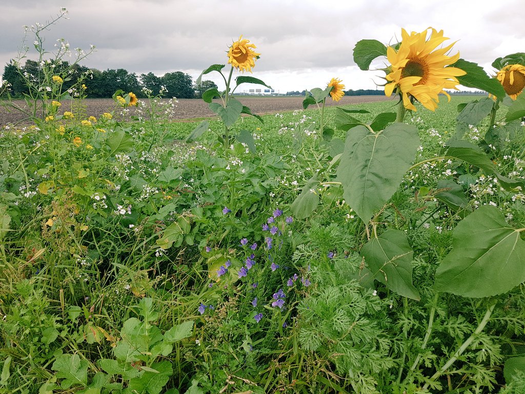 HeinvElderen's tweet photo. Prachtige bloemrijke akkerranden in #haarlemmermeer . 🐝🌻🌼🌸⚘🏵🥀🐜🕷🐇🐌🐞 https://t.co/9QZmzeXIHq