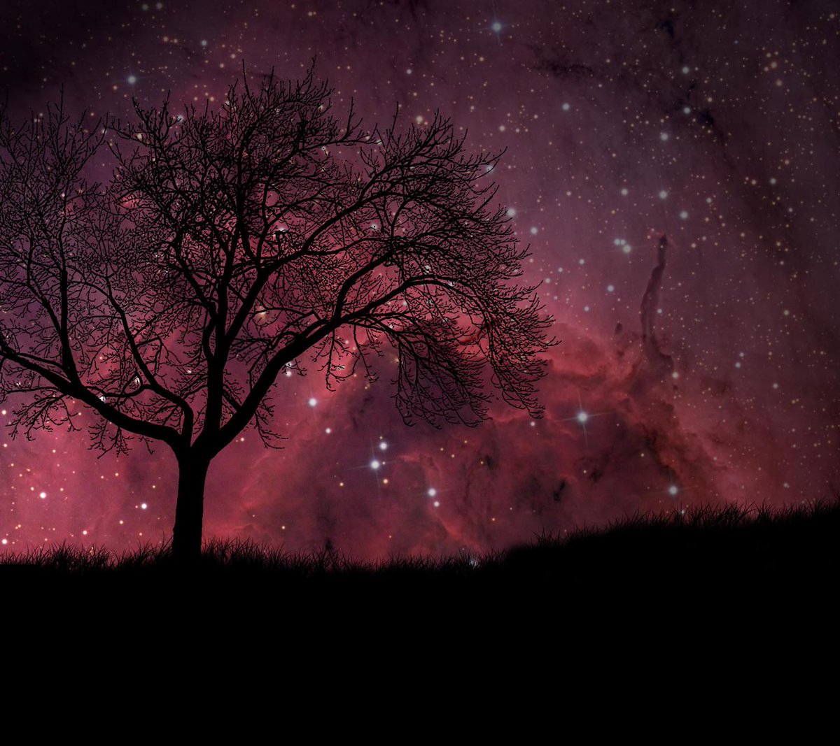 Красивое дерева ночью. Ночное небо с деревьями. Сосна milky way. Ночное небо. Tree star.