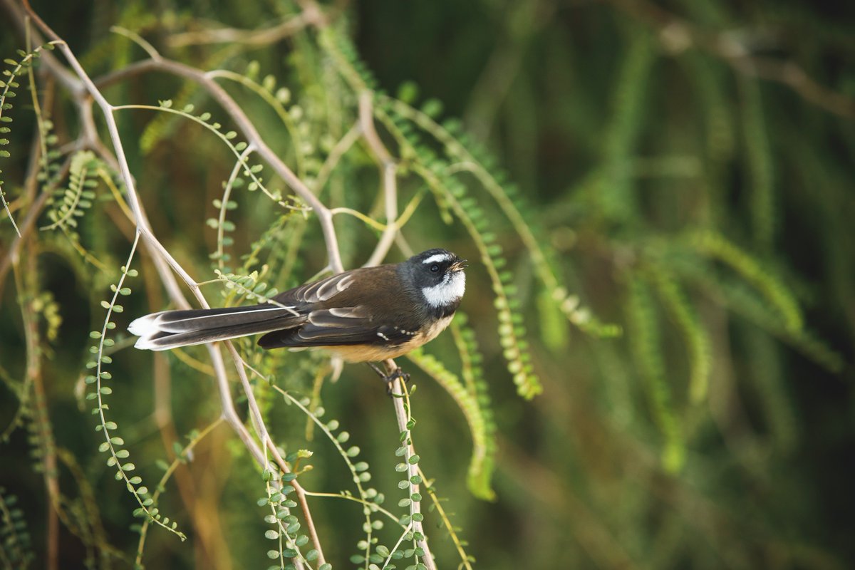 whitehavennz's tweet photo. This cheeky native Fantail has been spotted enjoying this Kowhai tree, one of many native plantings surrounding the winery. #nzwine #swnz https://t.co/txEK0rgUCt