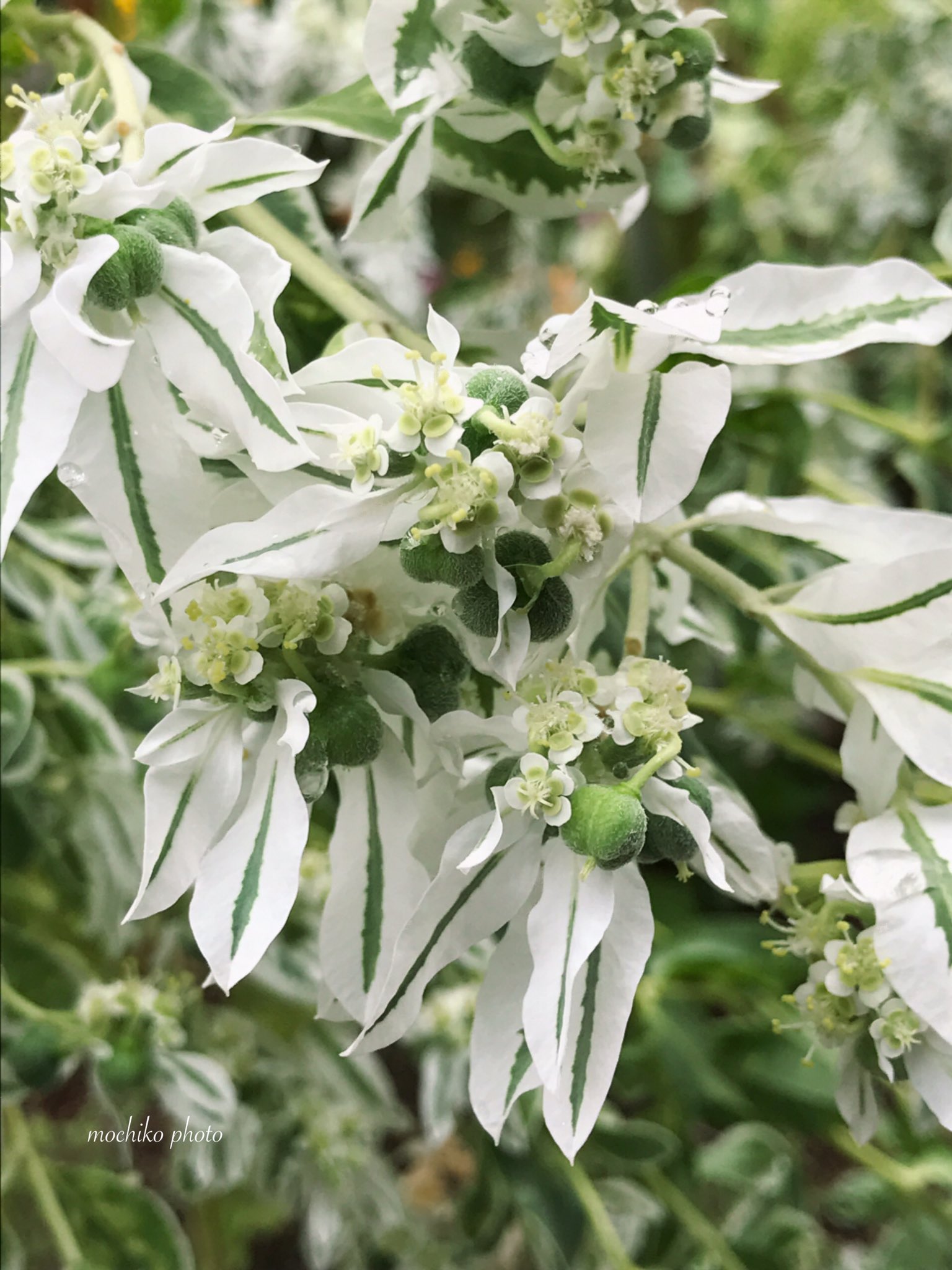 さくら餅子 初雪草 トウダイグサ科 北アメリカ原産 世界に1600種以上ある ユーフォルビアの一種で ポインセチアの仲間 初雪が降り積もったような 斑入りの葉の中央に 夏 初秋に 小さな白い花が咲く 花言葉は 好奇心 祝福 穏やかな生活 良い一日を