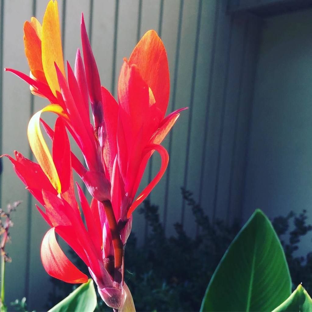 teachmama's tweet photo. leo the late bloomer
#birdofparadise #tropicalflower #gardensurprise #howdtheygethere https://t.co/Ty7lAYCp1D https://t.co/wuzg2Vieb6
