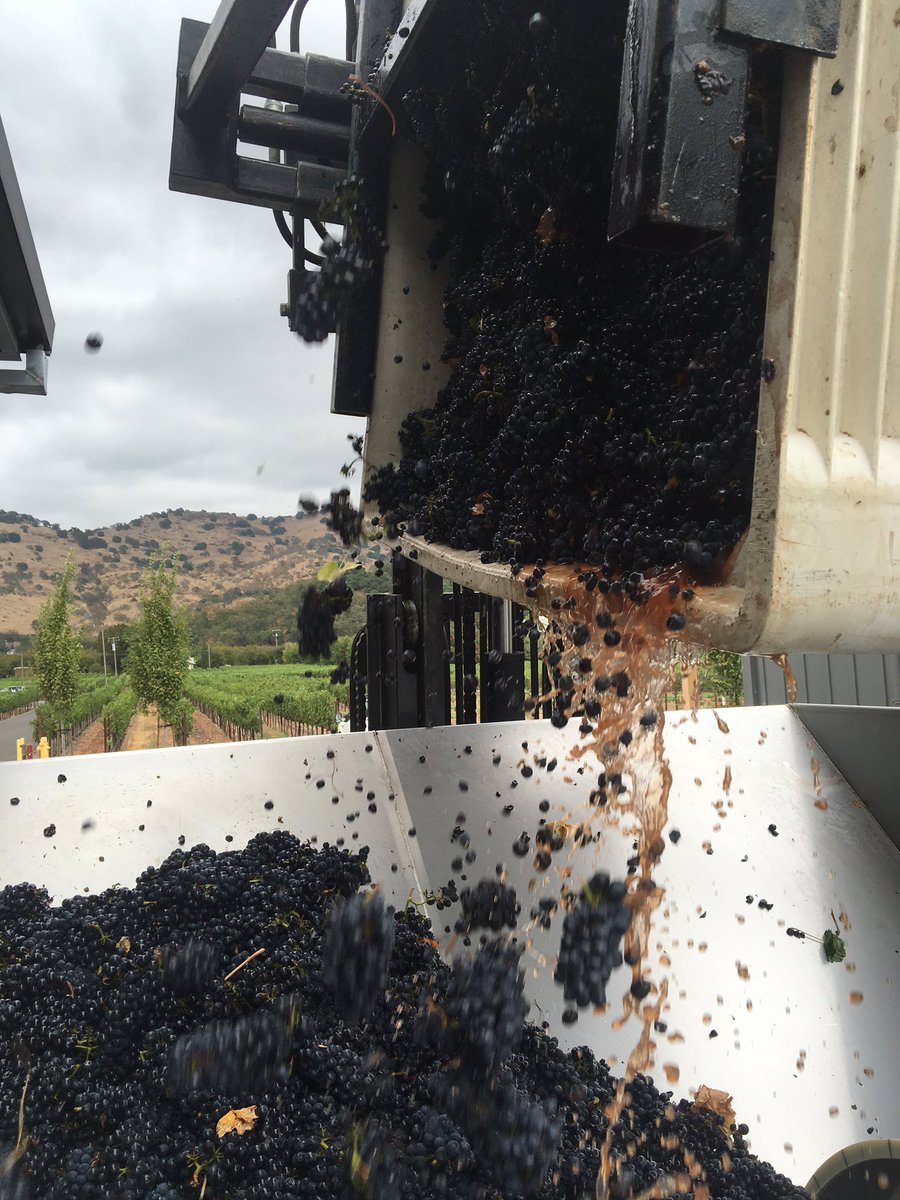 Hello, Pinot! 😍 #napaharvest #goosecross #2017pinotnoir #grapesgalore 🍷