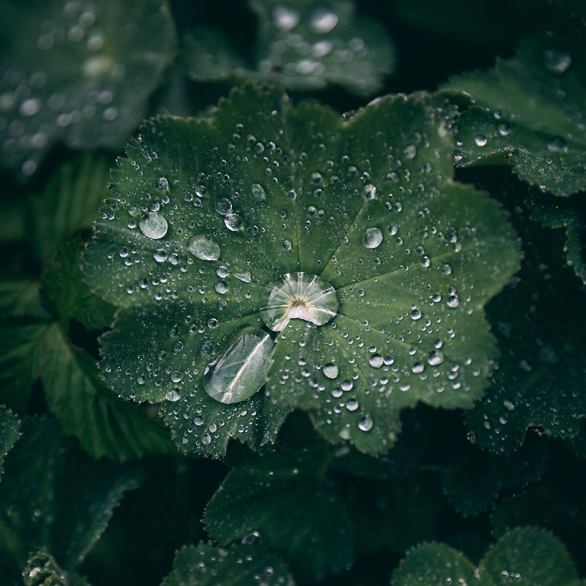 Rodenstock's tweet image. #VisionsofBeauty Photographer Patrick Langwallner captured the perfection of our planet with a close-up shot of a hydrophobic leaf