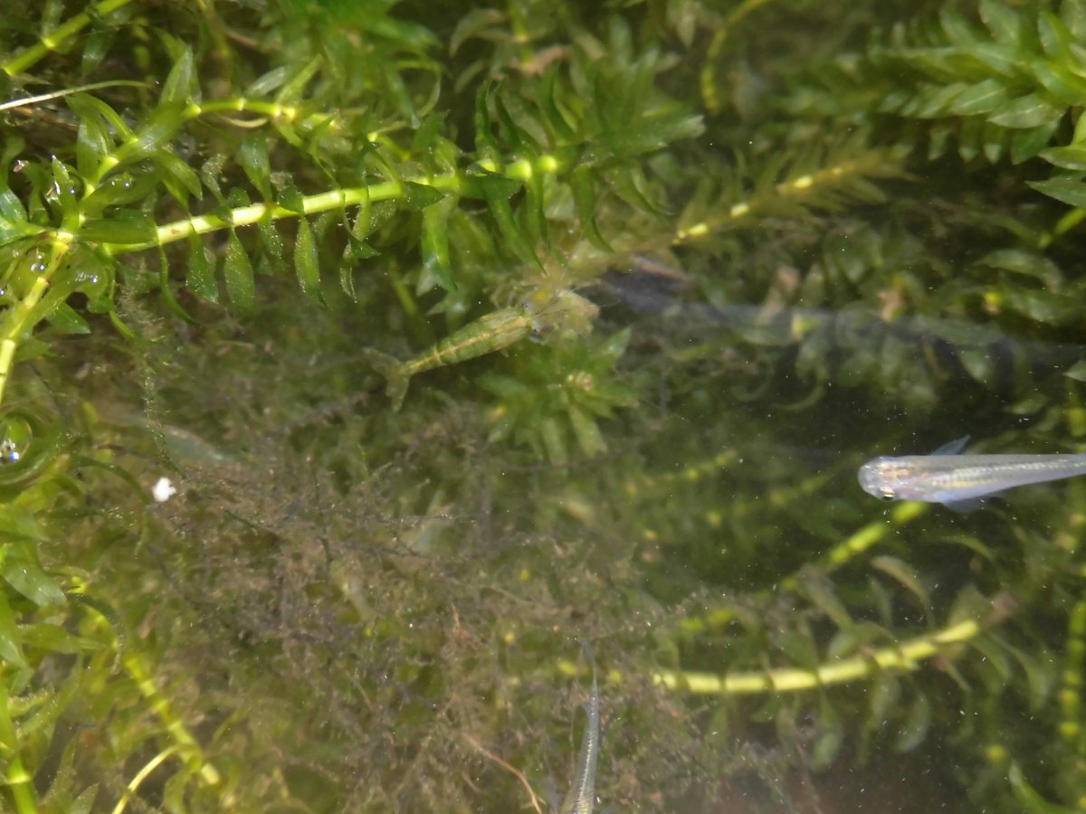 茨城野郎 Ar Twitter ガサガサ メダカ ドジョウ カマツカ ヌマエビ お手製の網でget エビの生餌用に持ち帰ったコイが生き延び１０cm メダカより小さかったのに2か月で立派になりました 今では頂点に君臨中 エビが消えてゆく ドジョウはなんか ハムスターに似