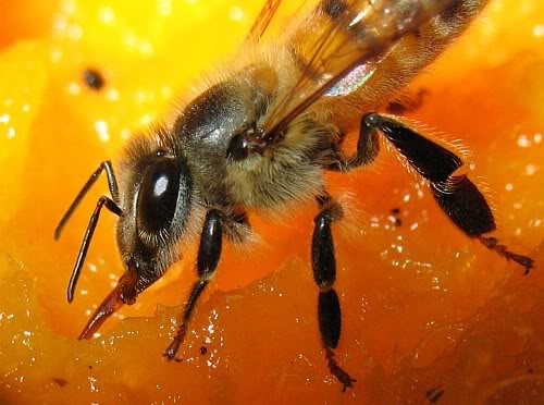 New genetic research on honeybees proves that "you are what you eat"! At least for bees :) goo.gl/8yz8u5