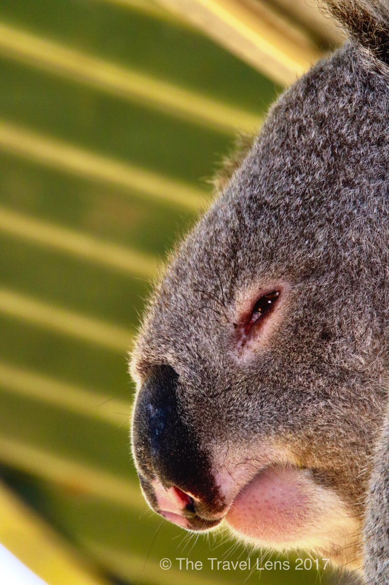 thetravlens's tweet photo. @thetravlens visits @tarongazoo - magnificent animals, a must see tour when visiting Sydney. @Re_14815750864 @sydneytourism . https://t.co/sy5O06XSOf