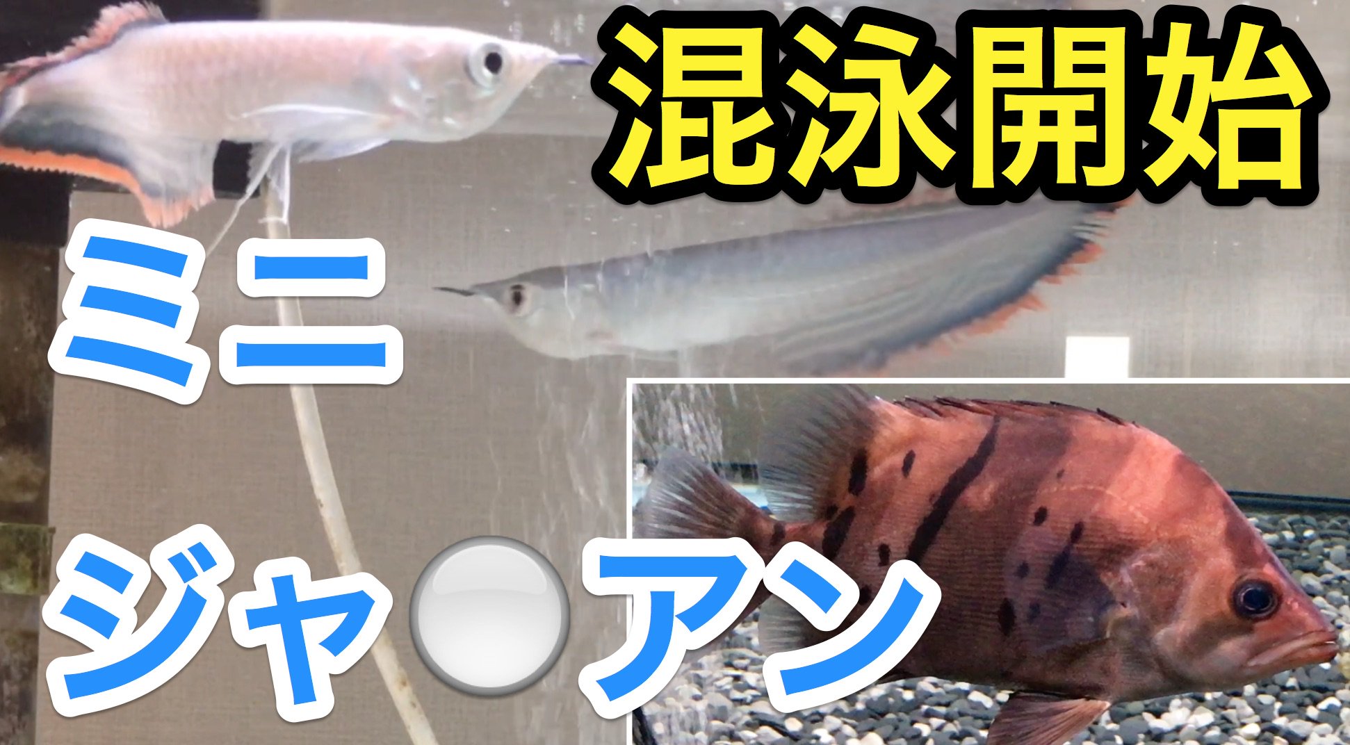 アロ78 ななはち ブラックアロワナ混泳 開始 ダトニオ リアルバンドが一匹でかい T Co Nclfewespn アクアリウム 熱帯魚 混泳 混泳はいろいろやってみたくってより 気づいたら混泳せざるえないみたいな流れですが宜しく