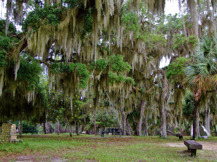 Spanish Moss - Scenery eyesshare.co.uk/ProjectRetail/… #camera #photos