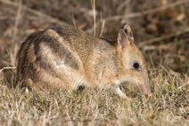 We are now #FoxFree, paving the way for a release of the endangered #EasternBarredBandicoot 
<a href="/ZoosVictoria/">Zoos Victoria</a> <a href="/IanPotterFdn/">IanPotterFoundation</a> <a href="/PenguinFdn/">Penguin Foundation</a>