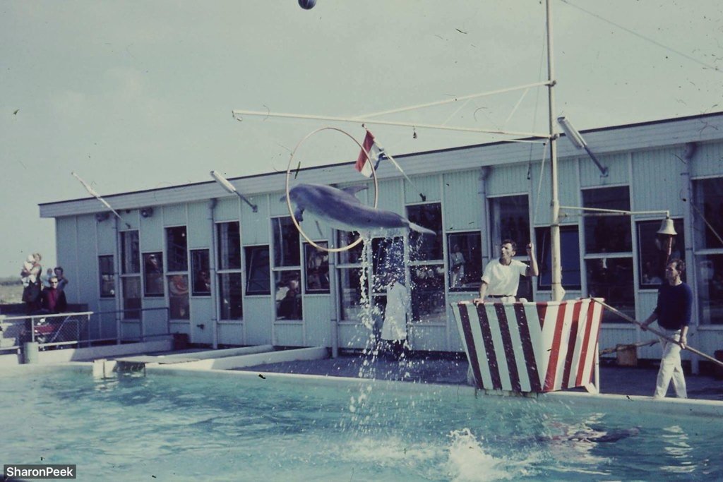 When grandpa used to have the same hobby. #Dolfinarium  #Harderwijk #dierentuin #zoo #fotografie