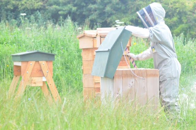 TotnesTen's tweet photo. Emily @BlackBeeCombe joins #FoodFestival to talk about re-establishing "black" native #honeybees in South #Devon https://t.co/IIfblCapsK https://t.co/KX1ycwVR3L