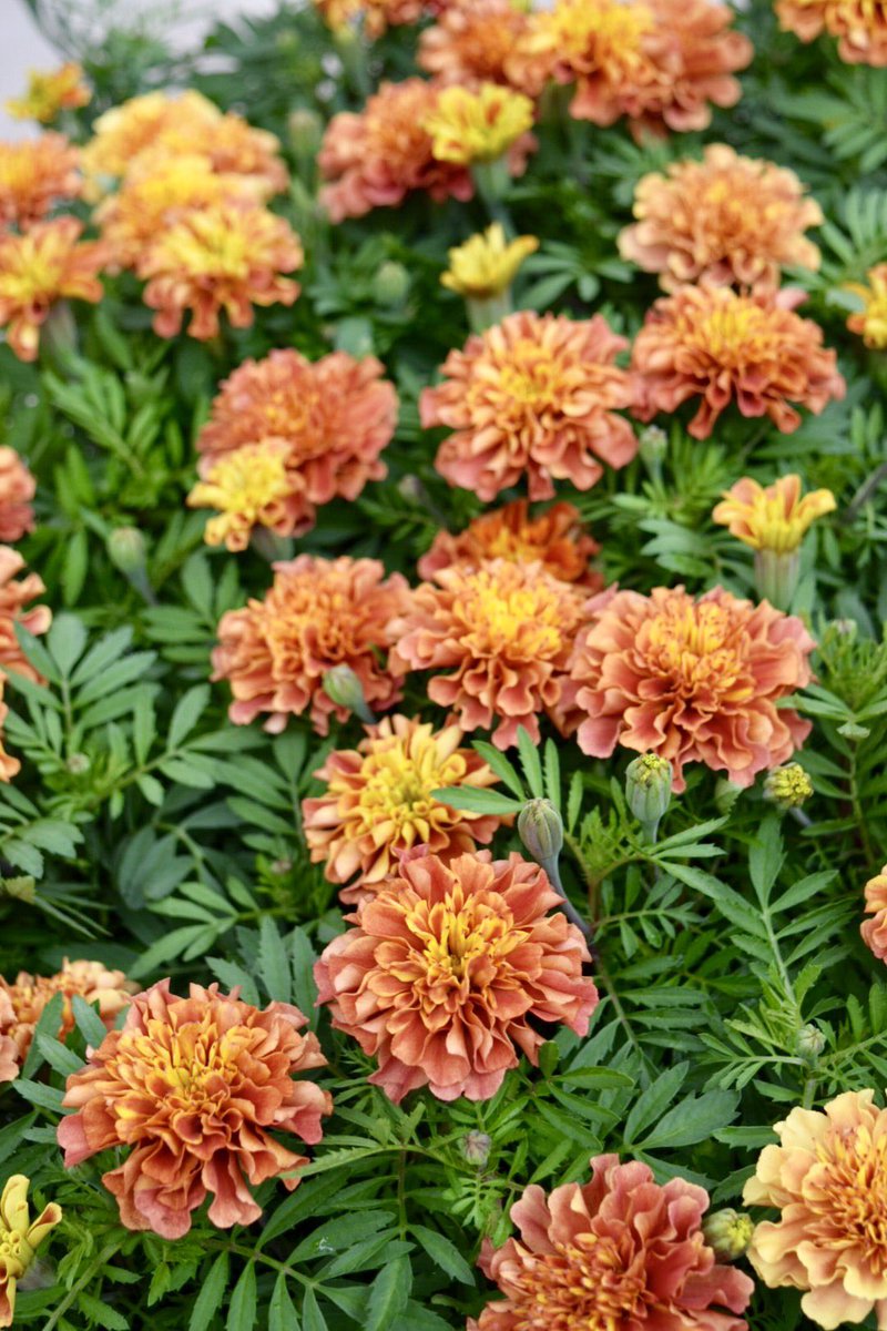 ふくてん わたなべ花壇 フレンチマリーゴールド ストロベリーブロンド 今年のニューフェイス これから気温の低下と共に ピンクベージュへと変化します 花 わたなべ花壇 新品種 ガーデニング