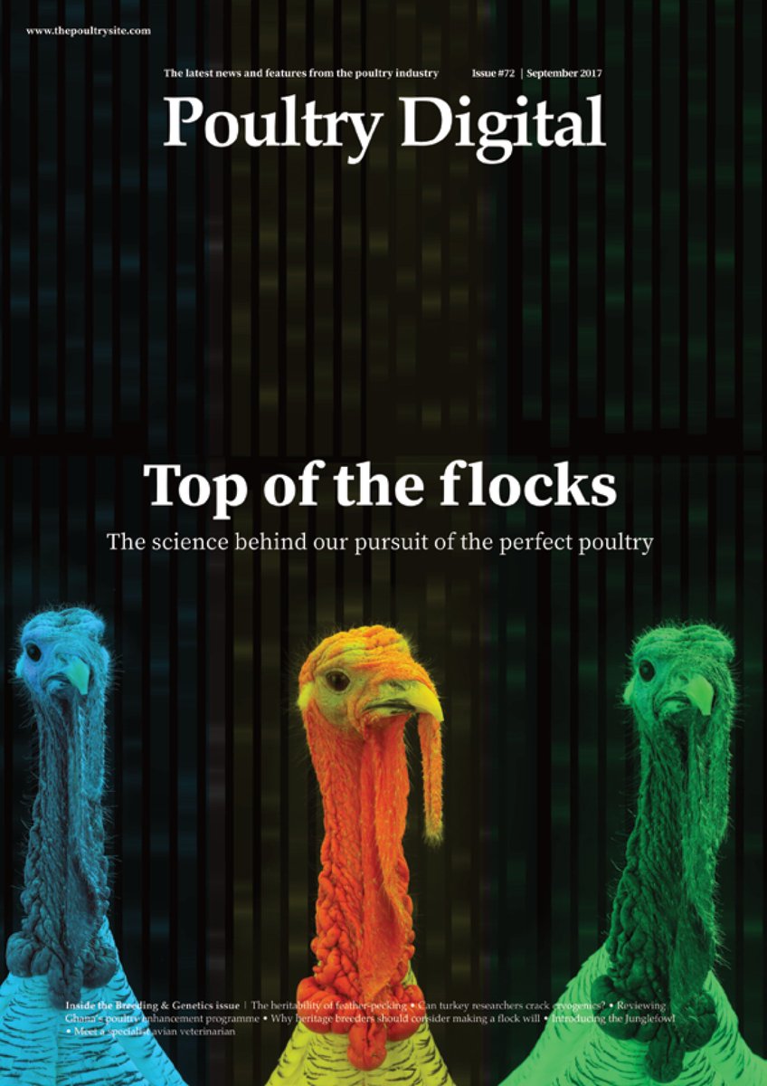 thepoultrysite's tweet image. Interested in #poultry #breeding and #genetics? Don't miss the FREE online September edition of Poultry Digital: 5mpoultry.uberflip.com/i/873710-poult…