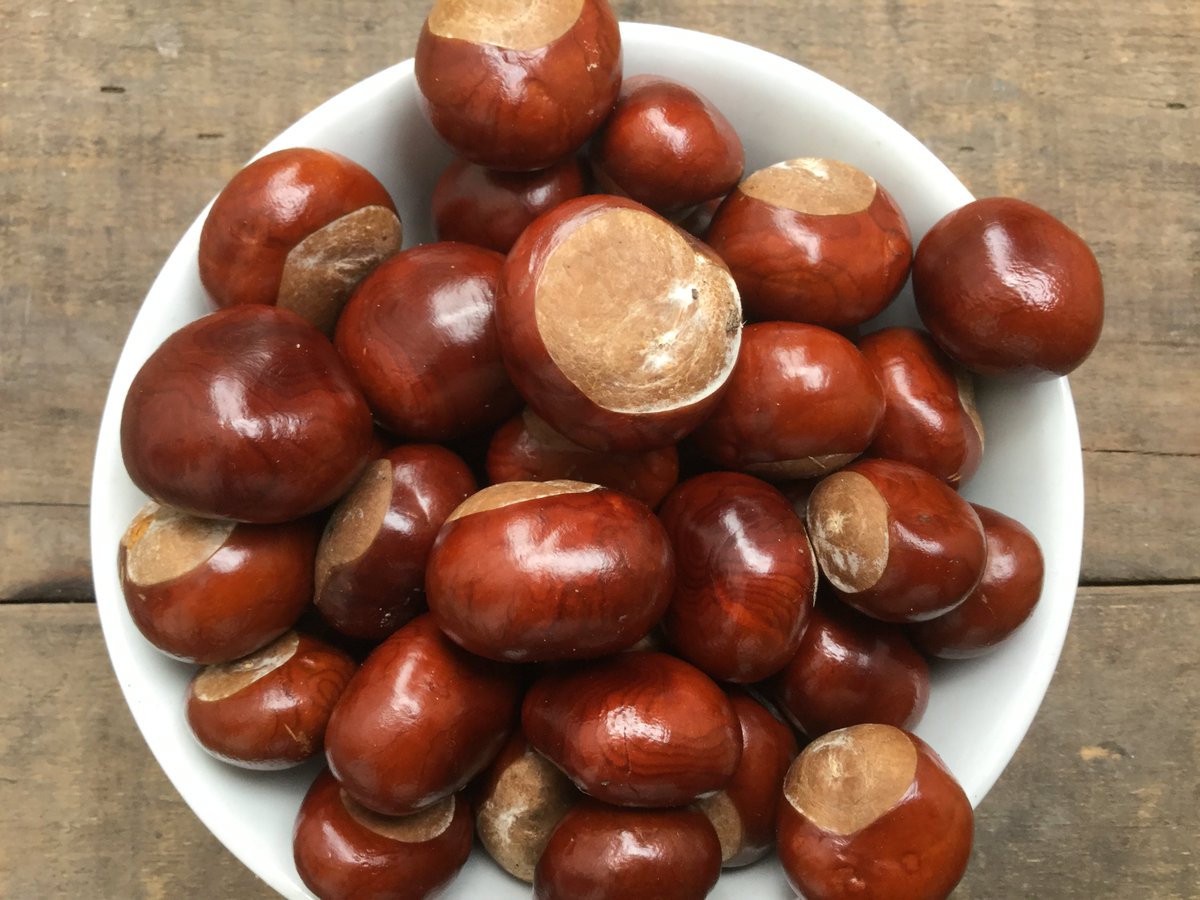 conker harvest this morning perfect for keeping the moths at bay. Love the simple things in life.