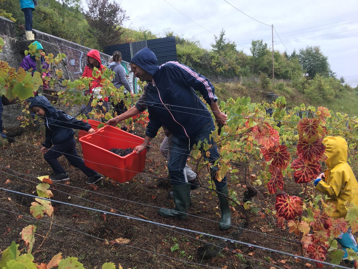 logidome_oph's tweet photo. Vendanges #ecoquartier #trémonteix, une réussite de la #semblada, un grand merci au viticulteur Stéphane Bonjean https://t.co/k4d6Wdbt4L
