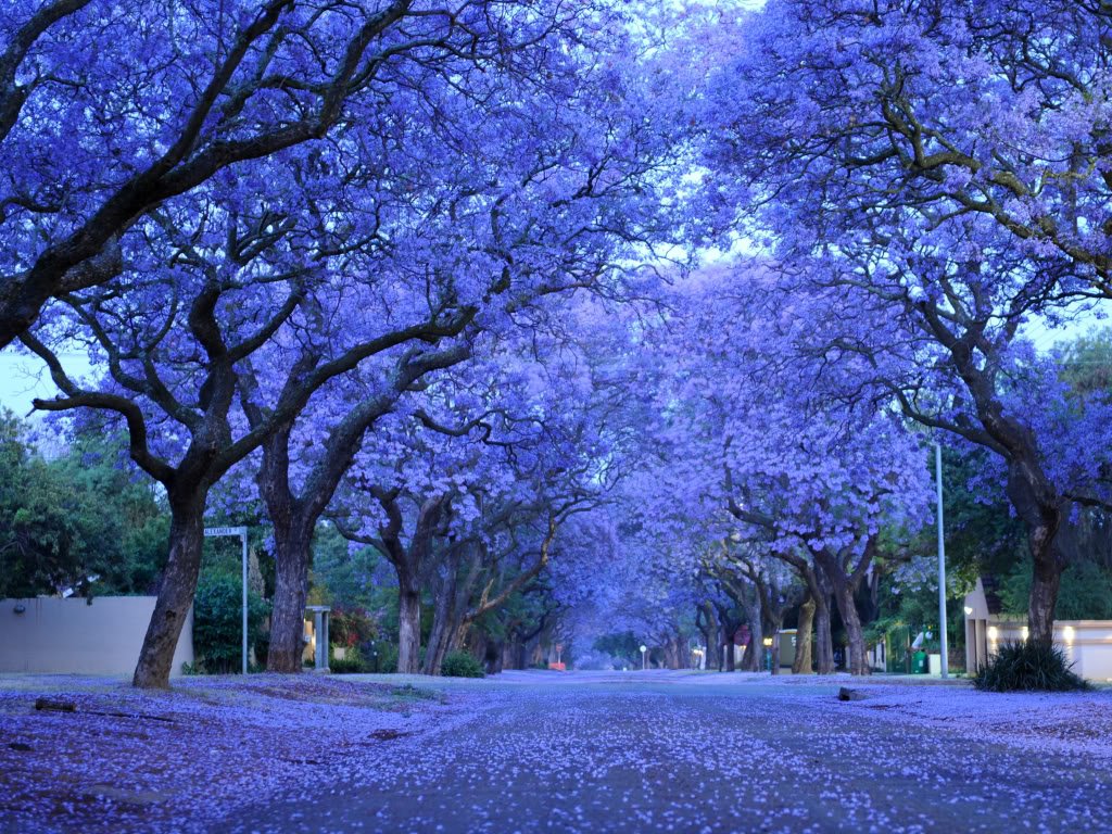 Take a Look At #Zimbabwe With Its Dazzling #JacarandaTrees!The whole country wil soon be invaded by purple!The majestic awakening of #nature