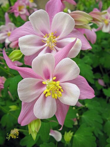 "The most precious gift we can offer others is our presence. When mindfulness embraces those we love, they will bloom like flowers."