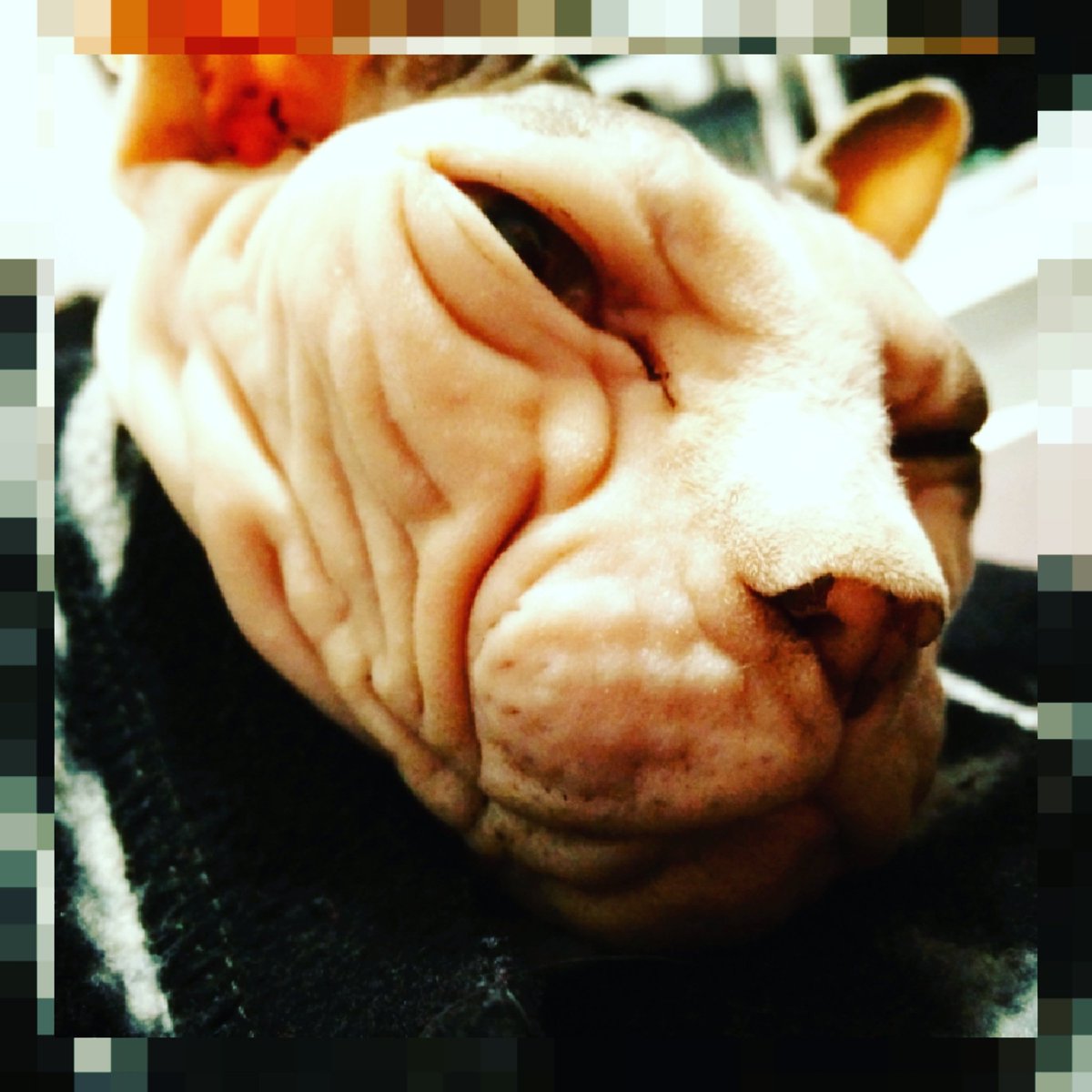 la_gozer's tweet photo. #ihatemonday #sphynxcatofinstagram #gozerlagozerienne #gozerthegozerian #sphynxcat #nakedcat #hairlesscat https://t.co/nHcEq5JInn
