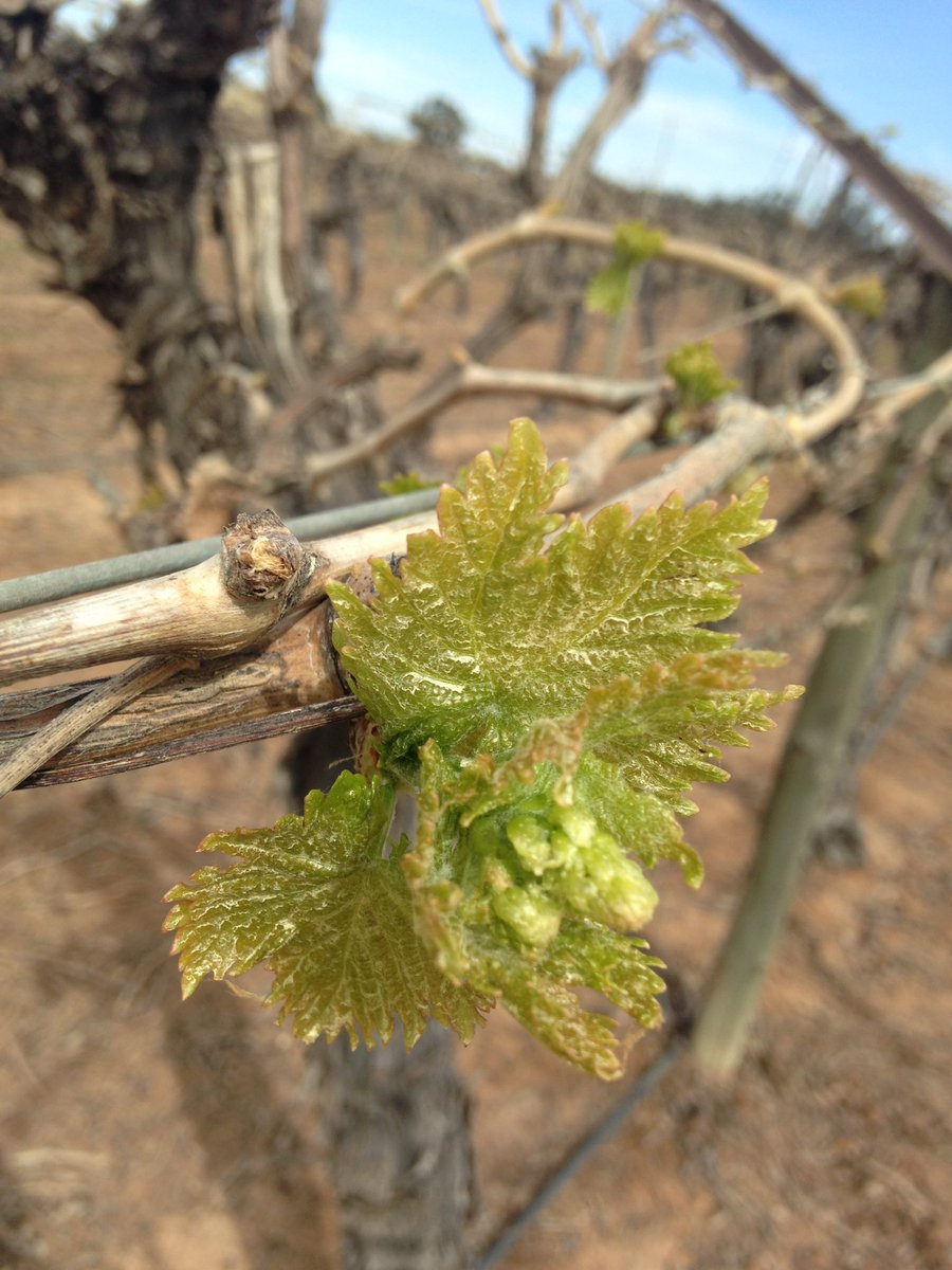 tristanmsmith91's tweet photo. Not exactly ready to start bunch thinning but visible signs of fruit already in Euston NSW. Good crop loads evident #Menindee #smartfarmer https://t.co/CfSh9J4C4z