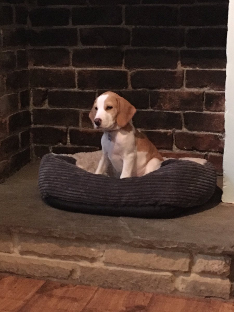 PhDoggo's tweet photo. When you get to chair a panel at a conference and you feel like you suddenly have ALL the power #PhDLife #PhDChat #Doggo #Pupper https://t.co/cE9taJj5kq