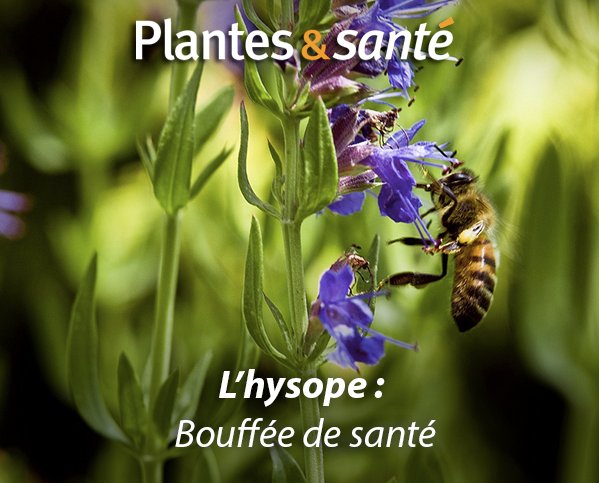Image de la semaine / Hysope
Vertues medicinales : urlz.fr/5wOm