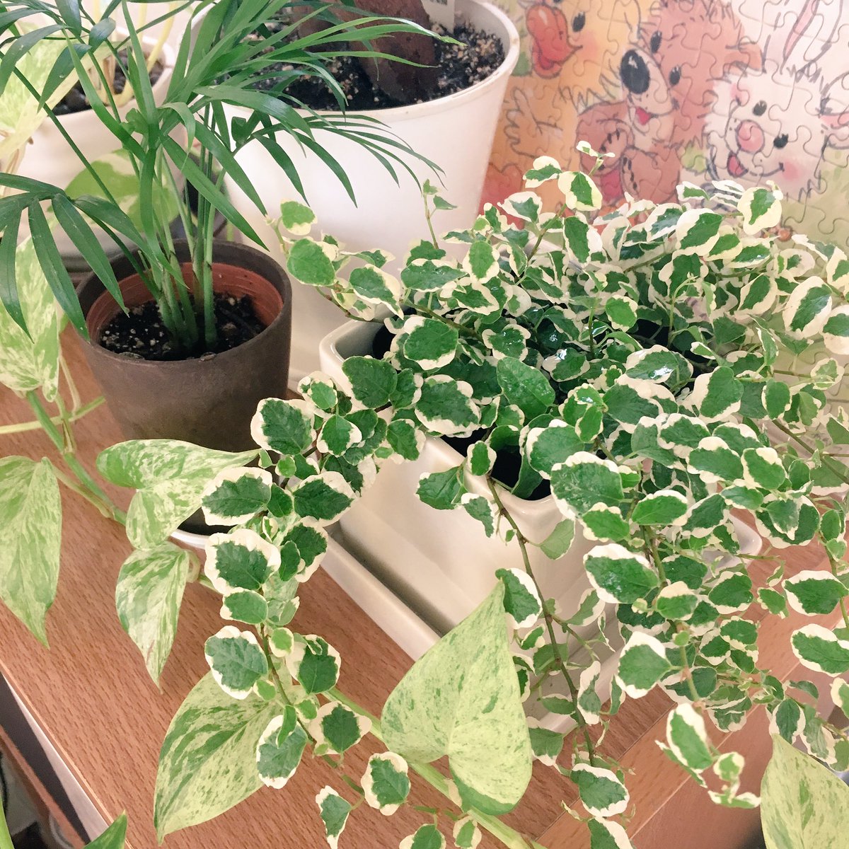 フィカス プミラ