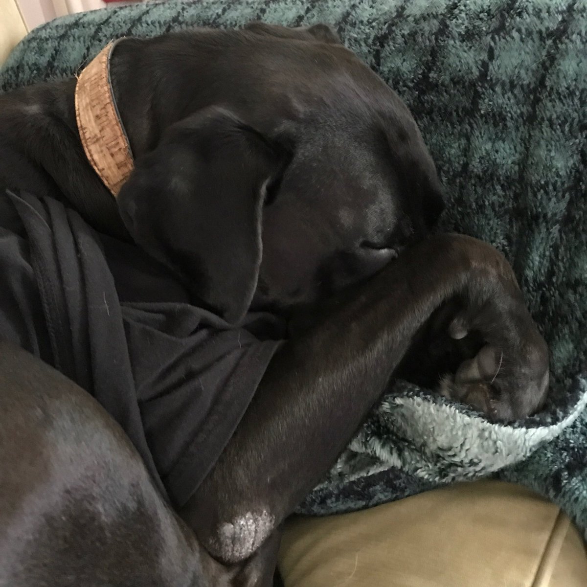 TheLanther's tweet photo. The Human is away - I usually burrow my nose under her side... gotta use my paw for now. #PawSubstitute https://t.co/BuxCUxYlys