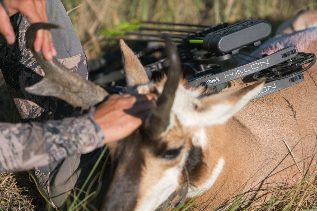 Mathews_Archery's tweet photo. When speed collides. #MathewsHalon
Location | Montana
Photo | Brett Seng
#mathews https://t.co/p1ep6YaBI6
