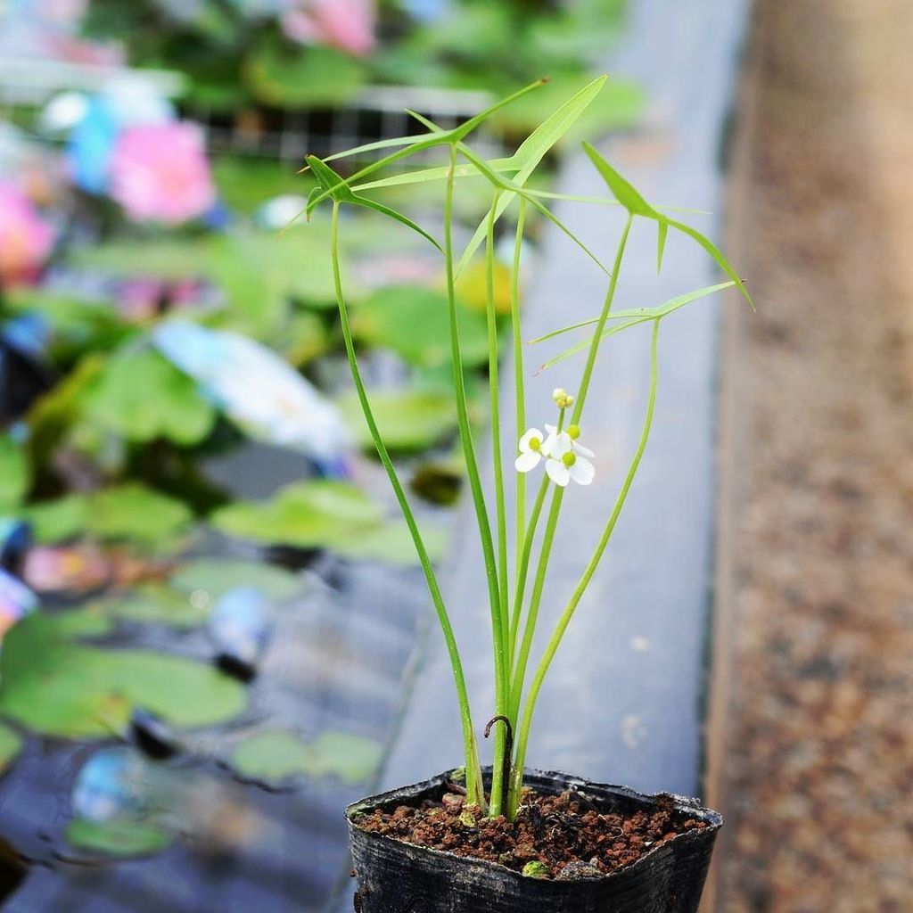 杜若園芸とじゃくえんげい 公式 水田雑草のオモダカです 除草剤の駆除対象の水生植物ですが 杜若園芸では人気の水生植物です 今咲いています 水田 水田雑草 水生植物 ビオトープ Watergarden Waterplants Waterplan T Co Uodz34kx9g