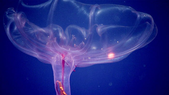 Ever wonder what lives in the water column? Watch as #Okeanos team conducts midwater transects at 6 differnt depths go.usa.gov/xR6kY