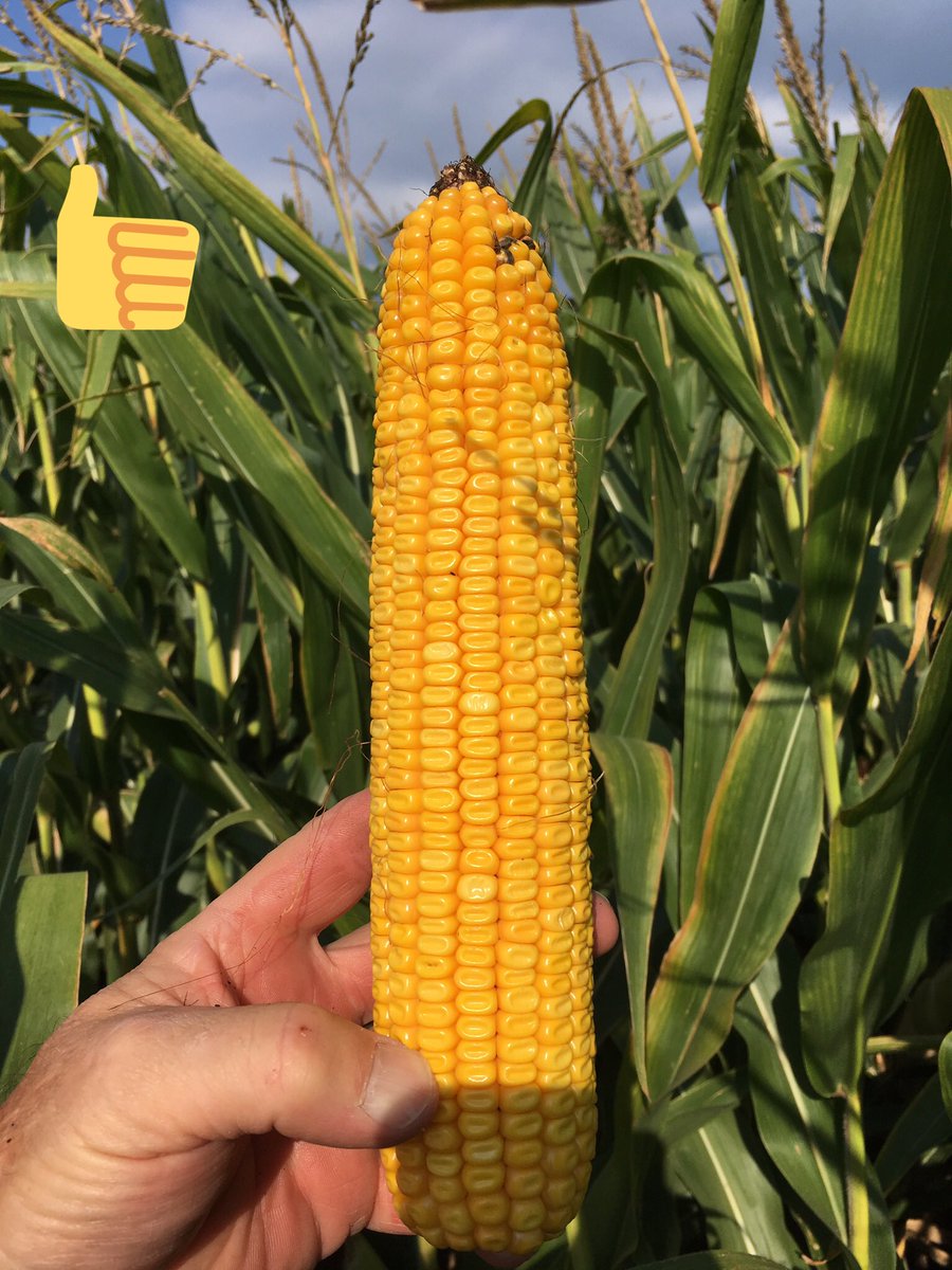 david_oftedahl's tweet photo. Looks like Great yield plus dry down to me. #DKC51-39 #MyFarmMyYield @Asgrow_DEKALB https://t.co/ndRg02KpfG