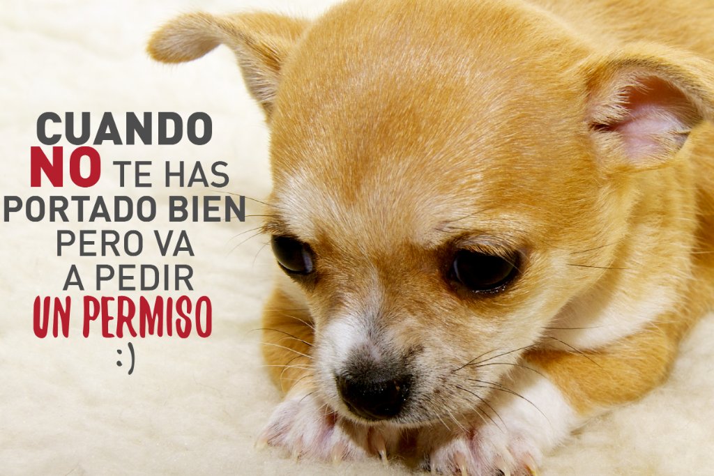 mimascotayyomx's tweet image. Juro que no lo vuelvo a hacer. #HumorPerruno