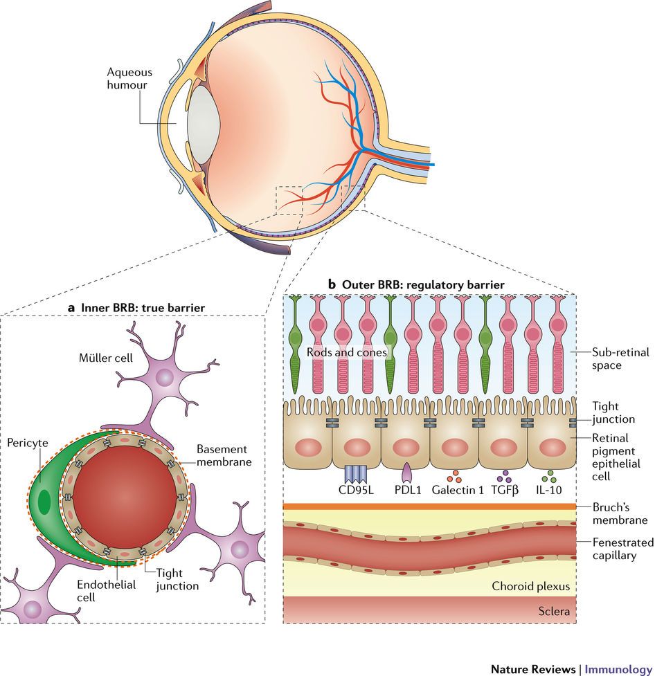 mmw_lmw's tweet photo. #ImmunePrivilege & #OrganSpecific Protection: #BrainBarriers | MariaRescigno @NatRevImmunol https://t.co/sQ0uxsmLTD https://t.co/1czThAYG9G