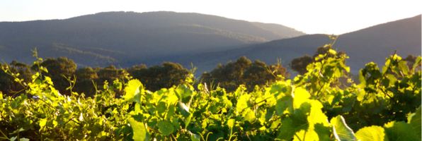PorscheClubVic's tweet photo. October 9 - 993 Register Spring Run to Yarra Valley #993 #pcv17 #porsche #SpencersStore @MandalaWines #yarravalley https://t.co/Wg7Nti9INF