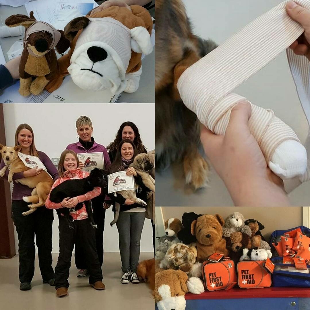 AirdriePuppyPal's tweet photo. Our next @WNWPetFirstAid class is on Sept 17. More information on our website! https://t.co/DKG26Vb5ZN #airdrie #yyc #airdriedogs #yycdogs https://t.co/67RuH4jn4A