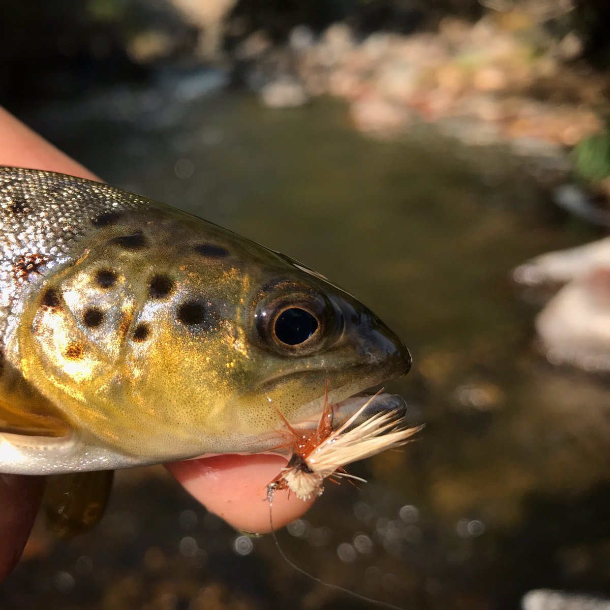 theflytrout's tweet photo. Single Dry Sunday. #flyfishing #colorado #summerisstillhere #trout #browntrout #salmotrutta #onthefly #dryordie #troutcrossing #truchalibre https://t.co/bvzCkzj2io