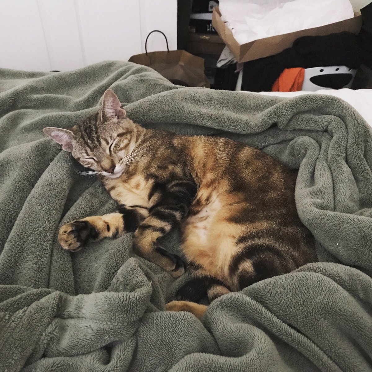 limerenceworthy's tweet photo. Would you be willing to add more cats to your routine!? #StupidQuestionsForComedians #catlady #Caturday #CatsOfTwitter #catsofinstagram https://t.co/if7VhzMVBH