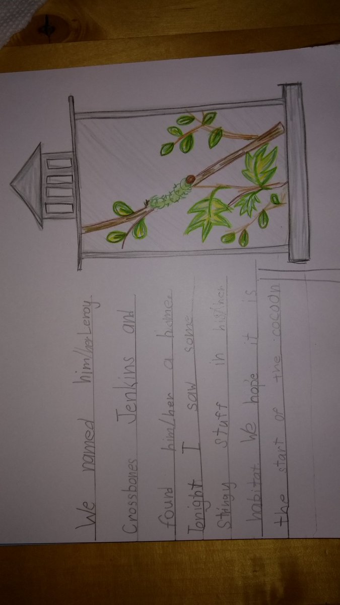 ceubren's tweet image. He&apos;s starting his cocoon!! &quot;Do caterpillars work at night?&quot; &quot;Are there girl and boy caterpillars?&quot; #ScienceKids #InquiryQuestions