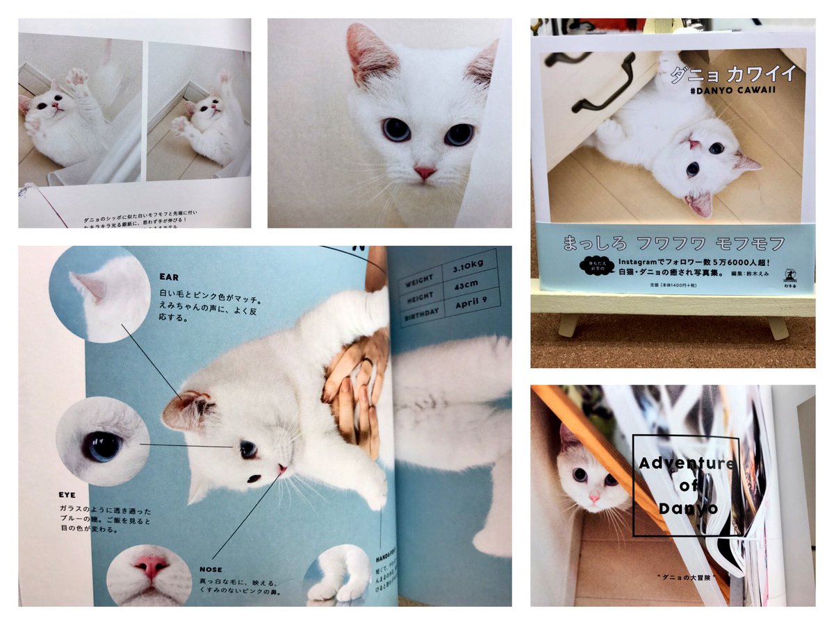 anealoha65's tweet photo. 『ダニョ カワイイ #DANYO CAWAII』
Instagram「ダニョスタグラム」でも人気、モデル鈴木えみさんの飼い猫ダニョちゃんのモフふわ、カワイイを凝縮した1冊♪
ネコやワンコと一緒に暮らしているとは思えない、おしゃれなライフスタイルも要チェック♪ https://t.co/9rYPWpQjyW