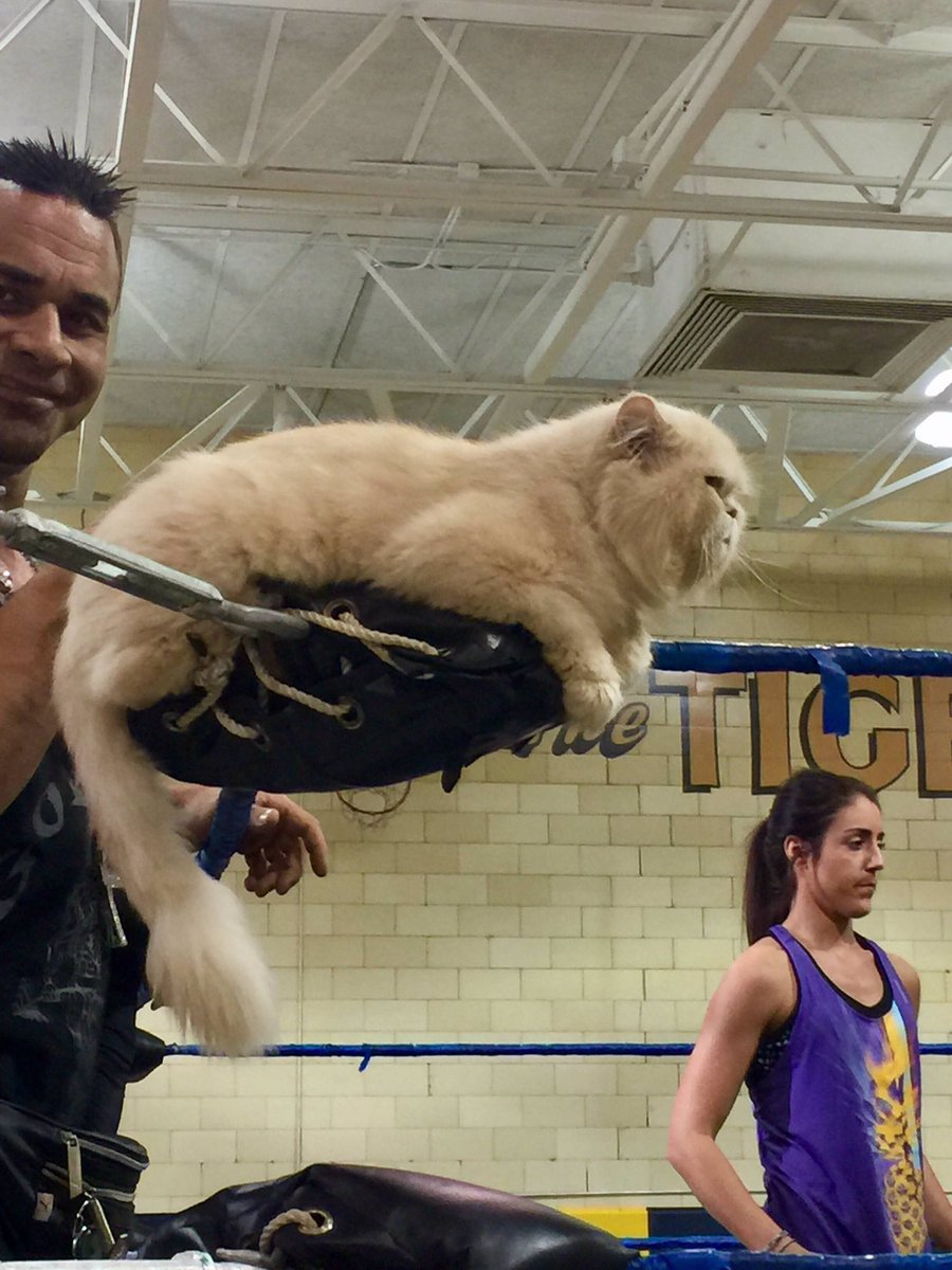 VCWCanAm's tweet photo. We're super stoked to present the greatest wrestling school around in Nov., the Maritime Hart Dungeon w/Teddy Hart! Limited spots! PM us! https://t.co/oxHJBVIEH9