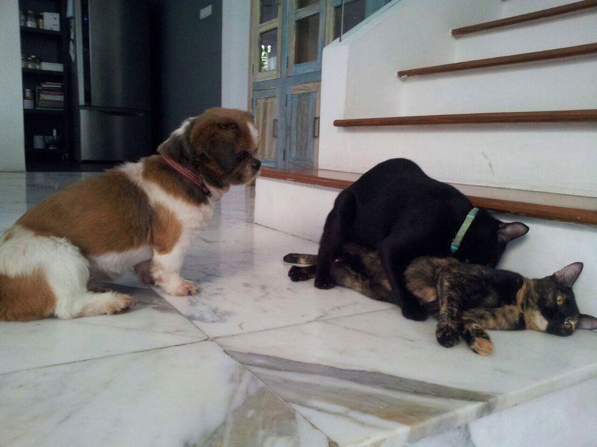 madsy3112's tweet photo. Tb to before my kitty was snipped and my dog was confusion https://t.co/DxZHhSLmzY