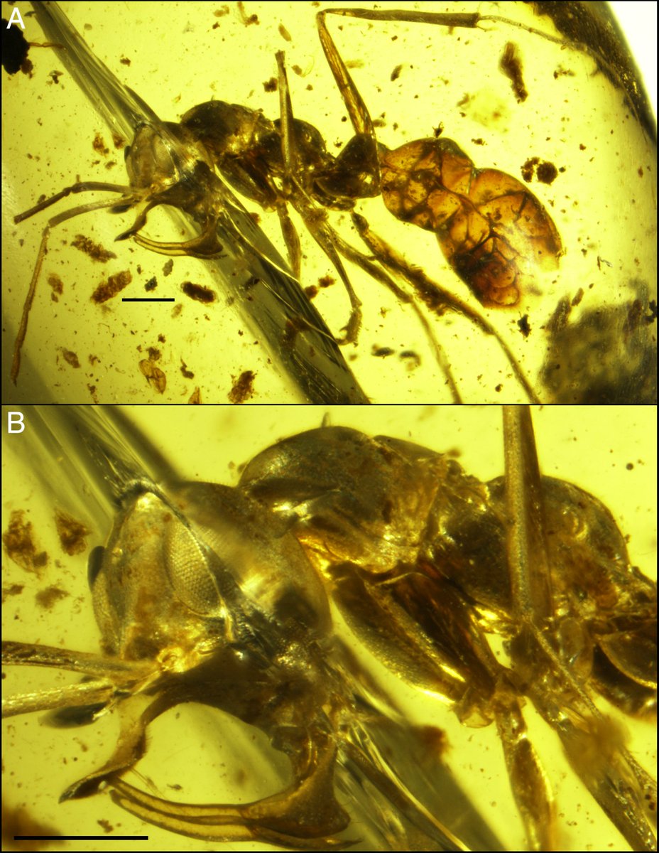 琥珀の中から発見された9800万年前のアリがめっちゃカッコイイ 金属の牙とかヤバイ 殺意高すぎる Togetter