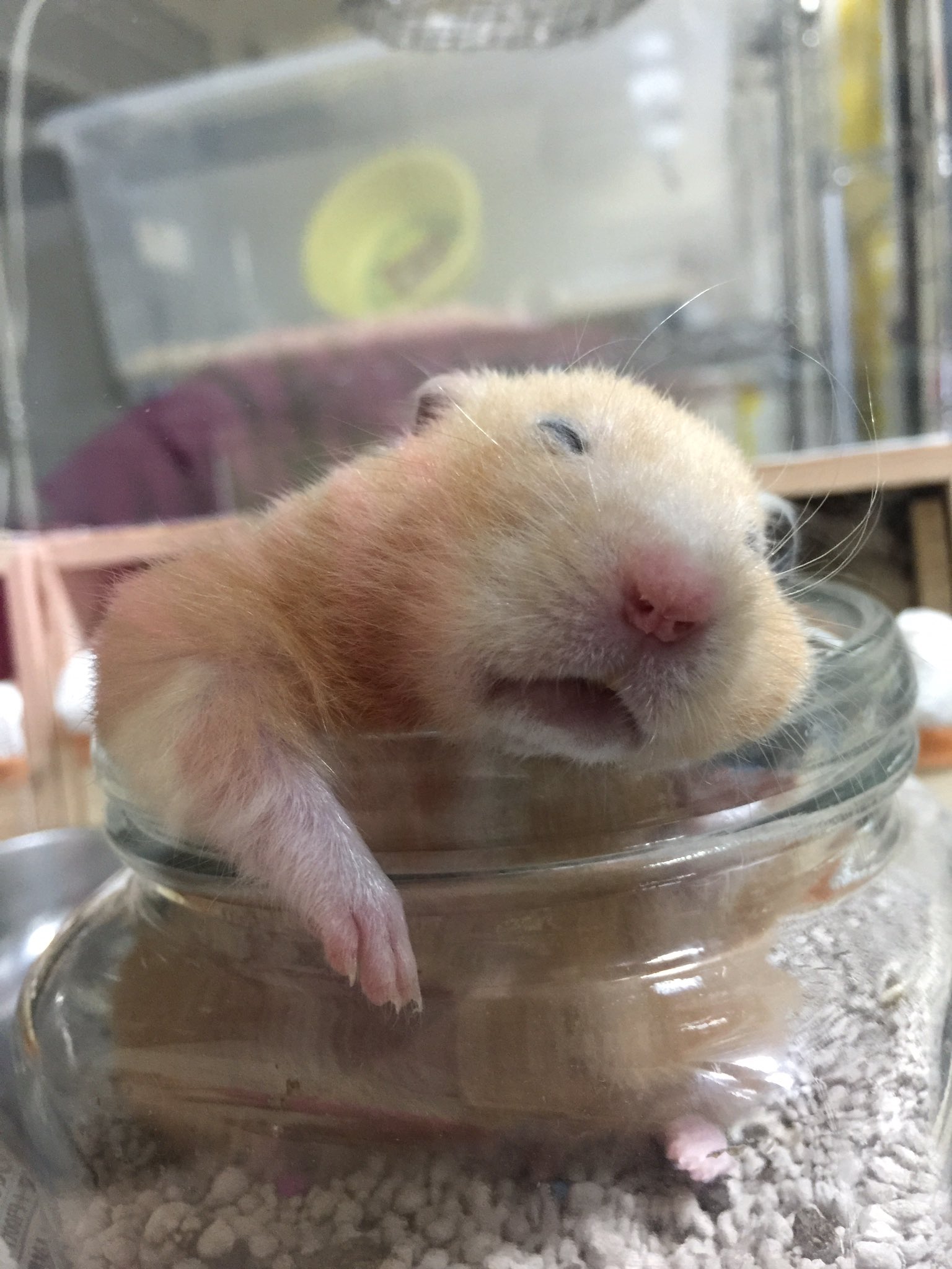 ハムスターの寝姿がかわいすぎるこんな姿をみたら確かに疲れも吹っ飛ぶ 話題の画像プラス ハムスターの寝姿がかわいすぎるこんな姿をみたら確かに疲れも吹っ飛ぶ 話題の画像プラス