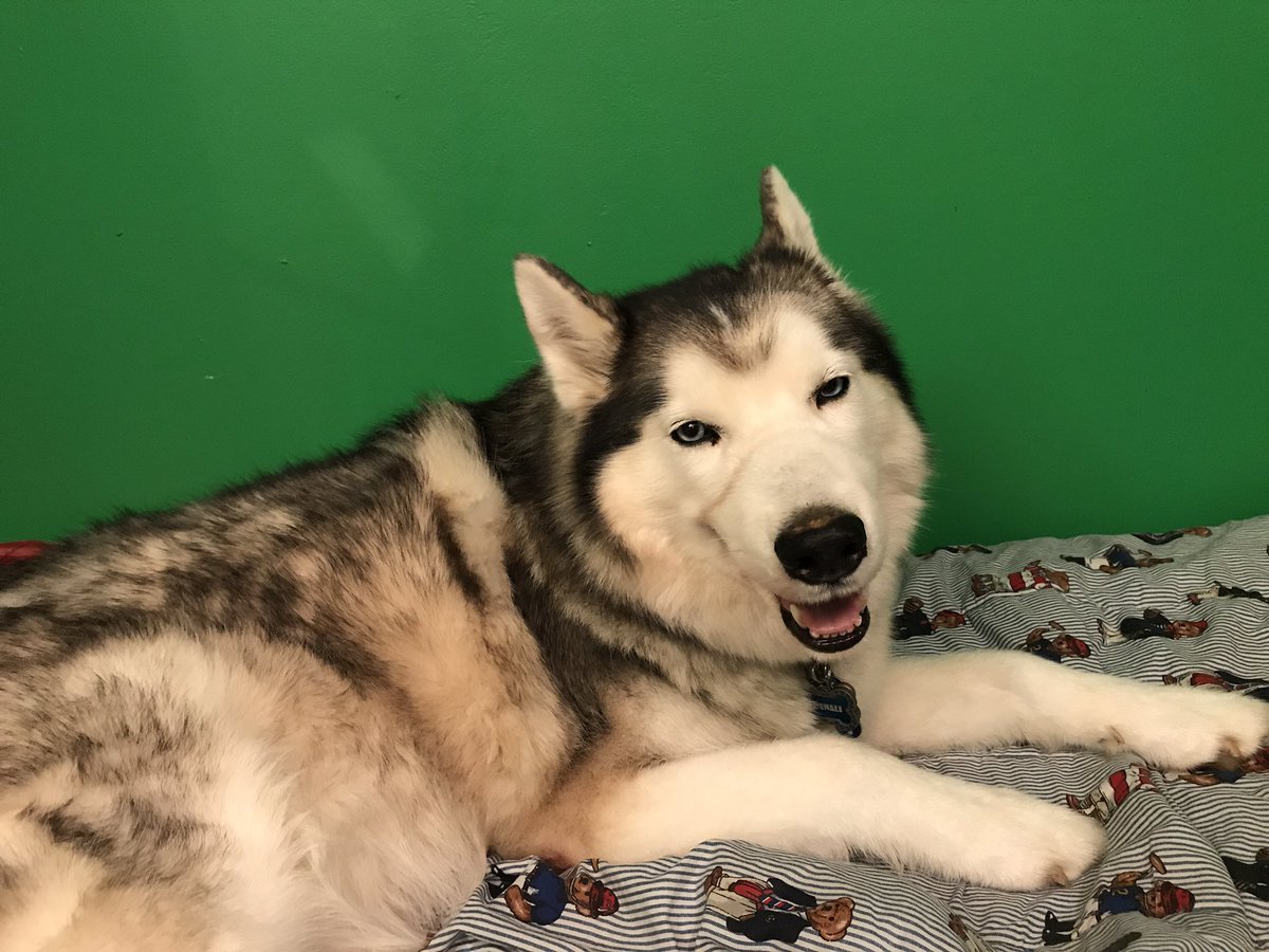 denali912's tweet photo. Was feeling cute, may delete later https://t.co/b1K1azWakB