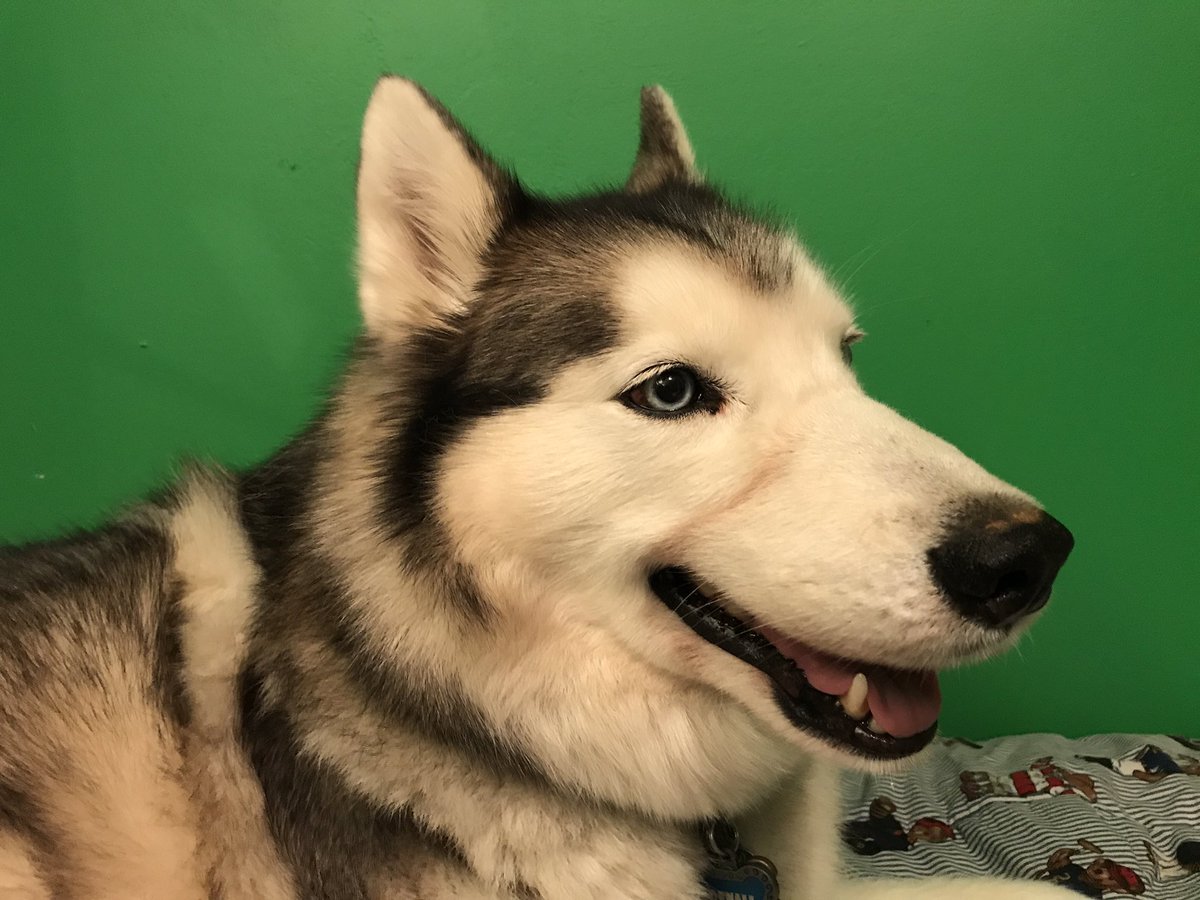 denali912's tweet photo. Was feeling cute, may delete later https://t.co/b1K1azWakB