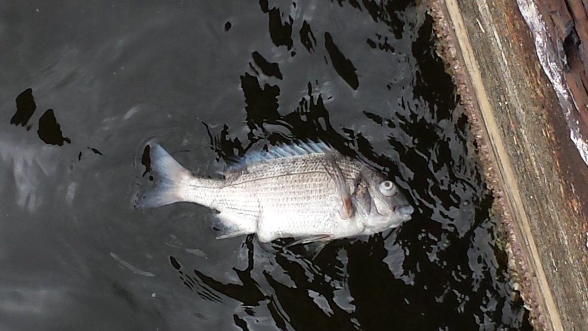 飴弾 A Twitter 魚が浮いている ここの魚は 食べれないのでしょうか それとも捨てられた魚 クロダイ チヌ 釣り人に聞くと 太刀魚の餌 サヨリ を釣っていた アジは来ていないらしい 美味しくないのでしょうか 9月11日29年 大阪港 堺港 南港 T Co