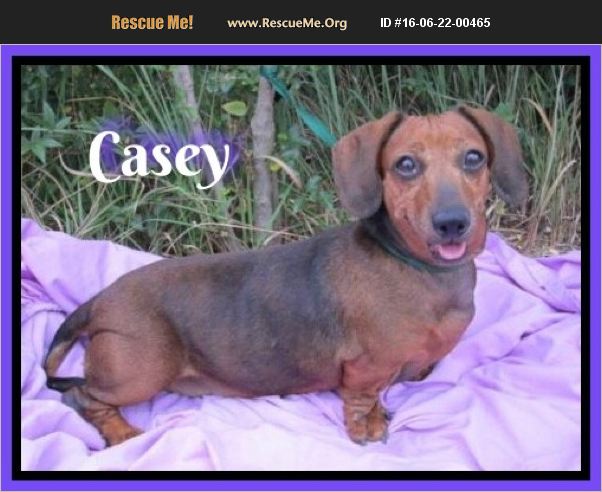 GDRescue2's tweet photo. Casey is a happy laid back senior with a youthful appearance searching for a new home!! https://t.co/EpoiVFaBM6 https://t.co/LkJadvT1Lr