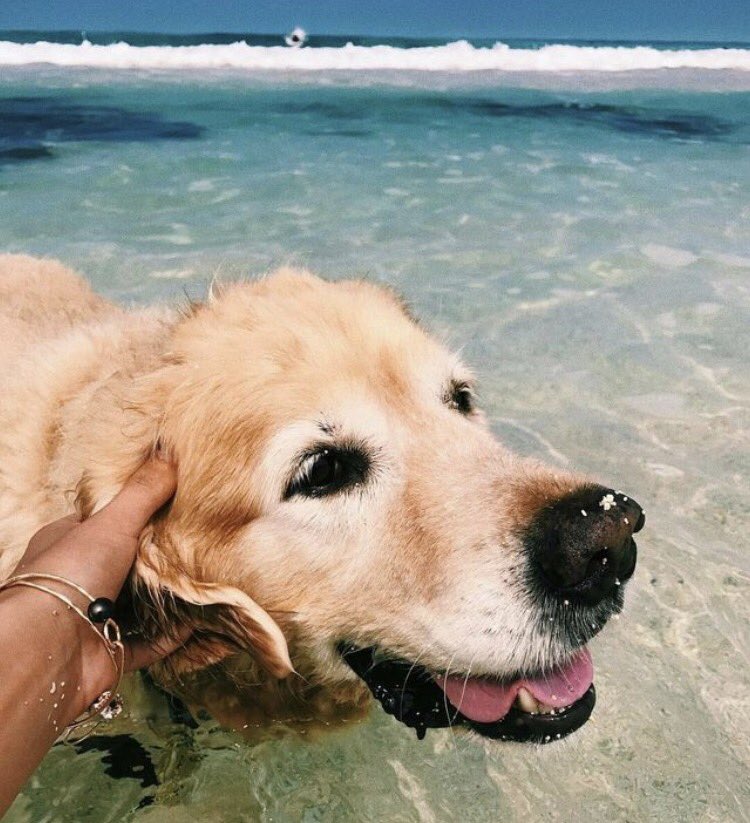 OceanObsessions's tweet image. dogs &amp;gt;