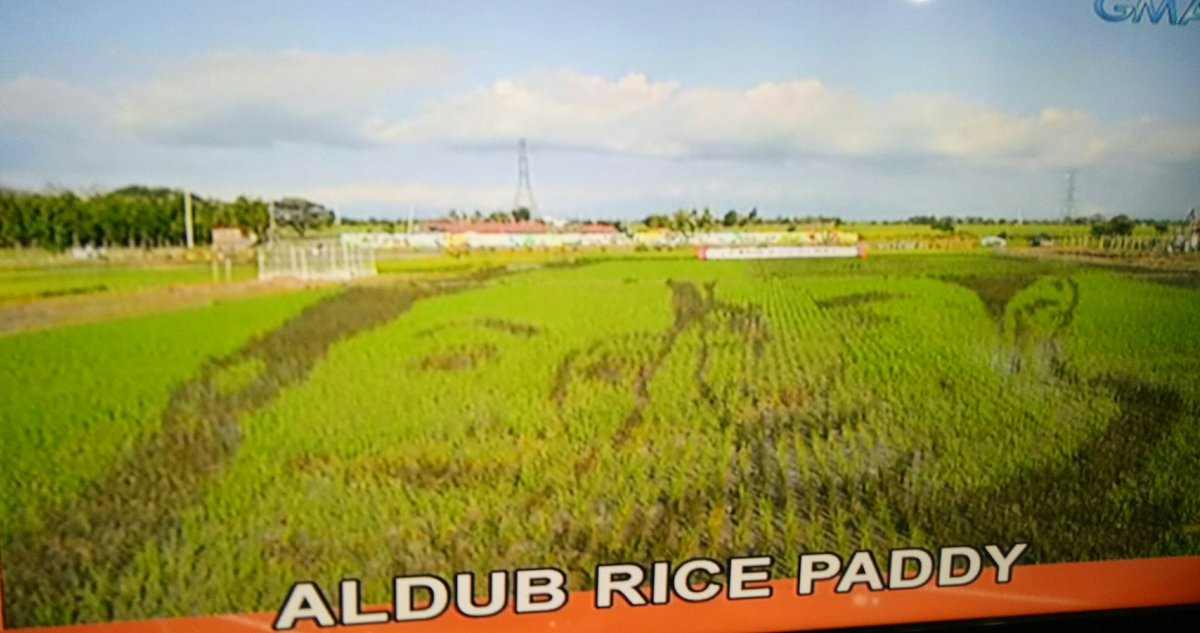 bankingonkismet's tweet photo. AlDub Rice Paddy in Nueva Ecija. 😍😍😍

@aldenrichards02 , nakita nyo na ba to ni @mainedcm? 

#ALDUBAkoKakapit https://t.co/utRGkDegxl