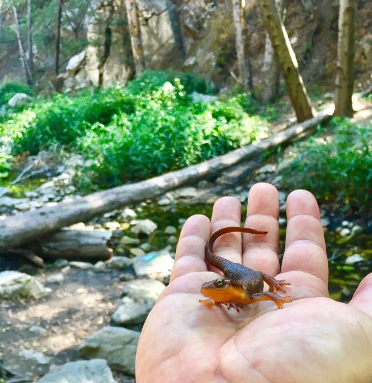 benacker's tweet photo. Taricha torosa, the CA Newt. A pop. of these amphibians lives in our local mtn canyons. Photo'd and released hiking Chantry. #keepmewild https://t.co/lMLTB7RP9o